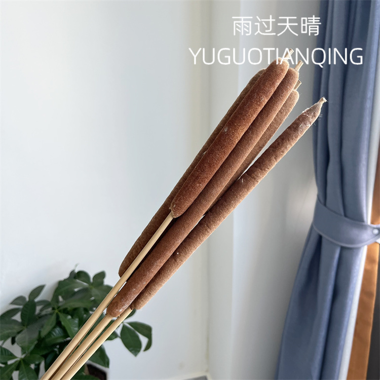 天然蒲棒香蒲草水蜡烛蒲棒干花真花瓶插花装饰抖音网红同款驱蚊花 - 图3