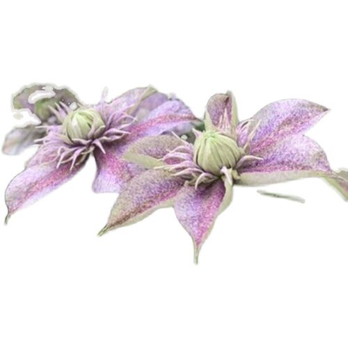 F系四季重瓣铁线莲爬藤植物花苗带花庭院花卉盆栽地栽观花植物 - 图3