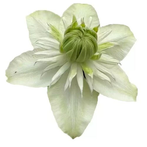 铁线莲小绿二类花大花多季节开花适合地栽爬藤速度快 - 图3