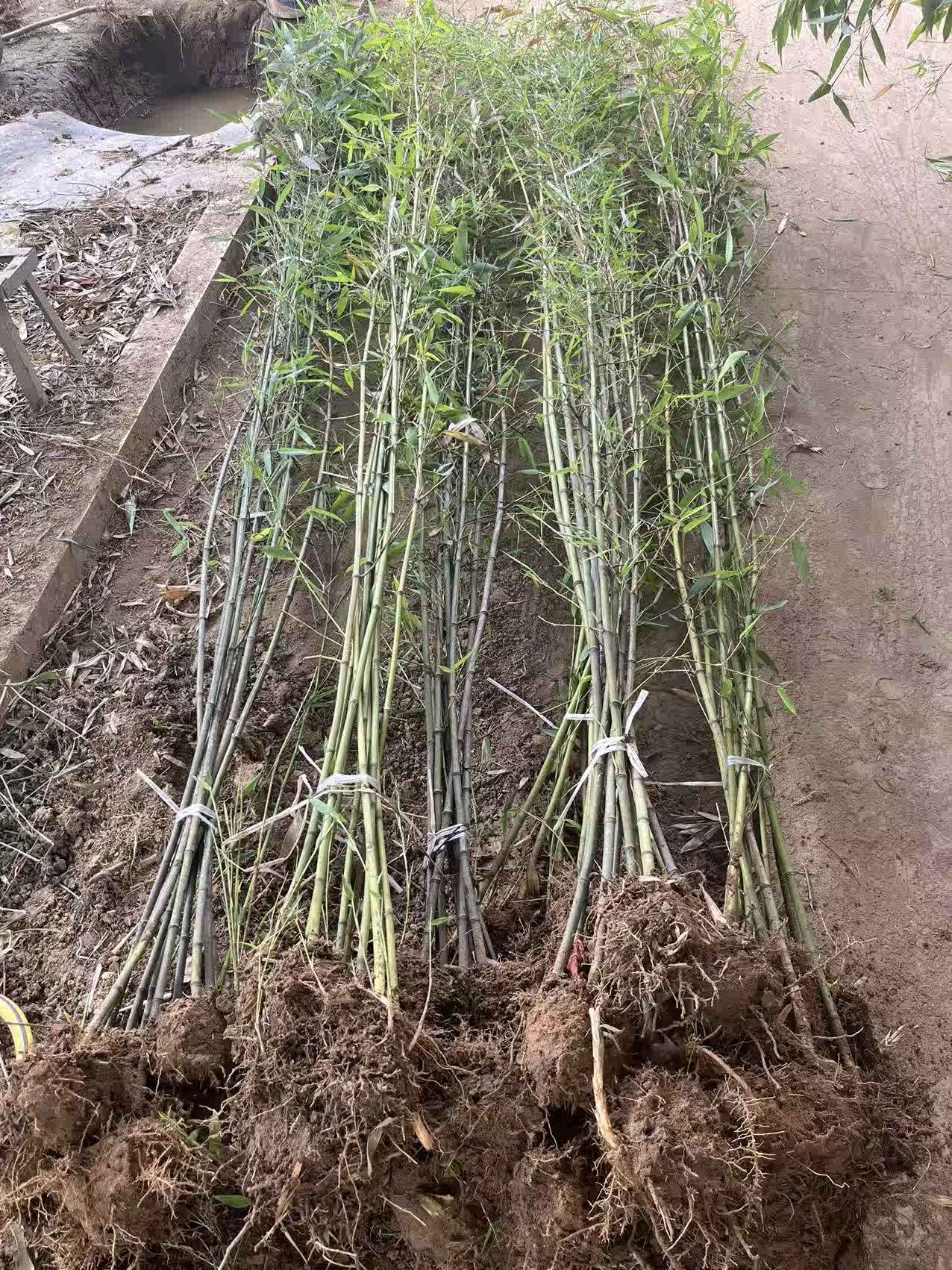 たけのこ 苗 1株 6月発送 シホウチク 国華園 家庭菜園 山菜苗 有用植物苗 自給自足 当店は最高な サービスを提供します シホウチク