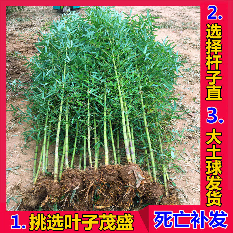 麻竹能在北方种植吗,麻竹种植最佳时间,麻竹湖北可以种植吗_大山谷图库