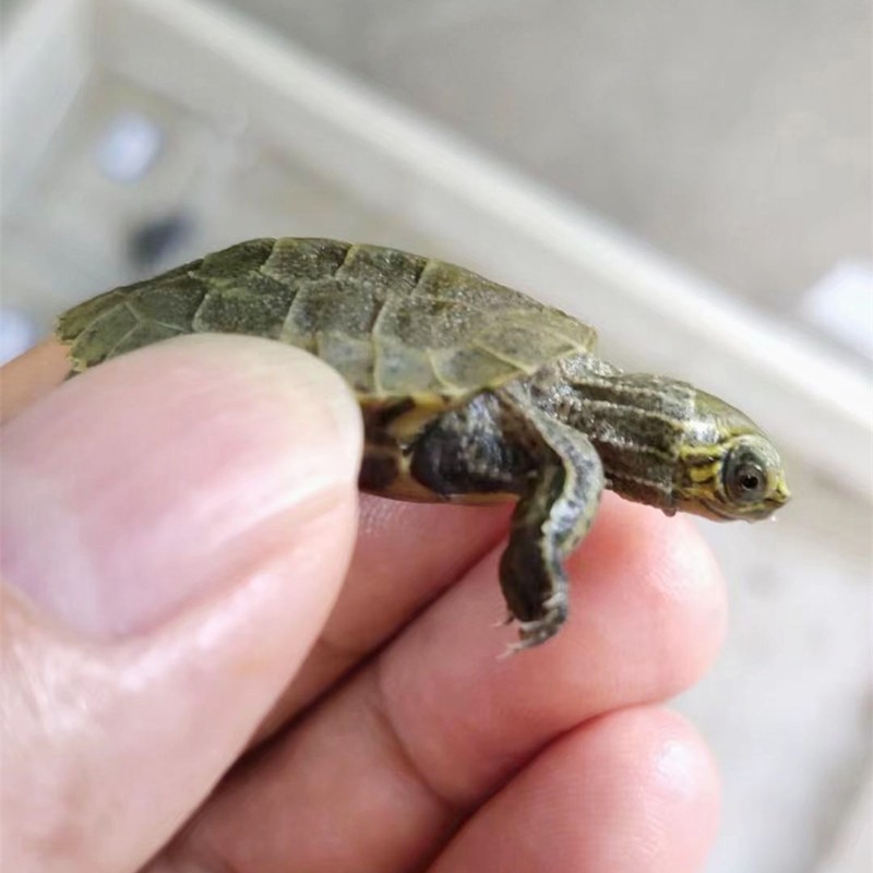 活物乌龟日本石龟杂花草龟日石杂花龟外塘冷水宠物龟活体网红龟苗,淘宝优惠券,粉丝福利购,淘宝优惠卷