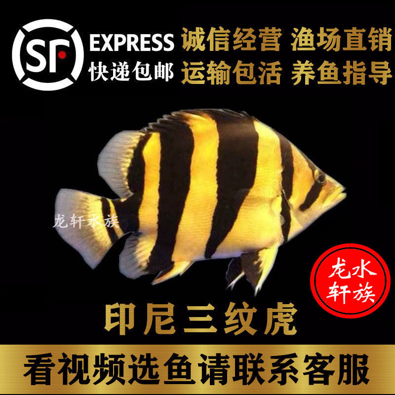 苏门答腊虎鱼活鱼泰国印尼泰北虎鱼鱼苗苏虎鱼三纹四纹杂纹观赏鱼-图2