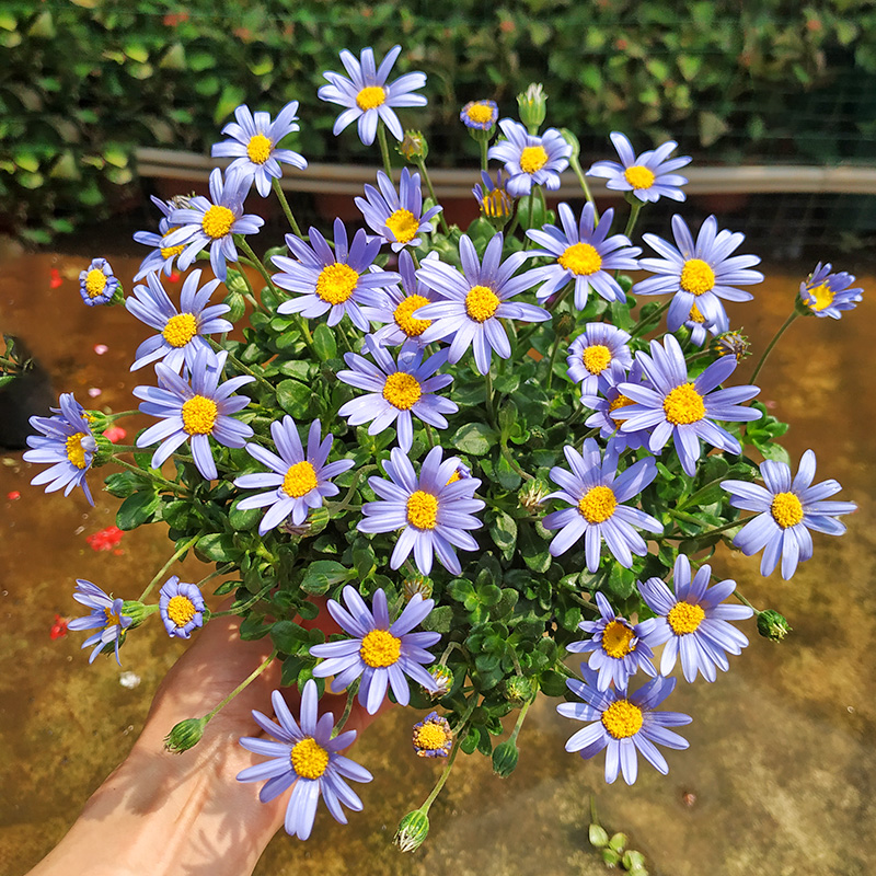 玛格丽特花苗带花苞盆栽四季开花多年生阳台庭院好养花卉木茼蒿-图0