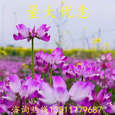 高标紫云英种子绿肥种子紫花苜蓿种子红花草种籽牧草玉米草种籽 虎窝淘