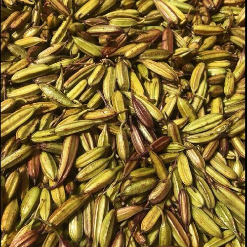 三叉白芨种子 紫花三叉大白芨果夹 宽叶品种白芨种子 - 图2
