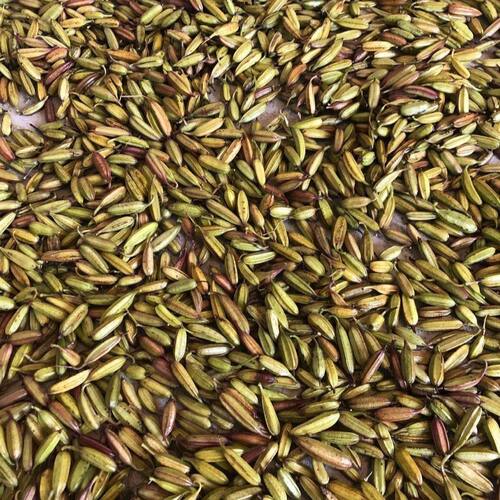 三叉白芨种子 紫花三叉大白芨果夹 宽叶品种白芨种子 - 图3