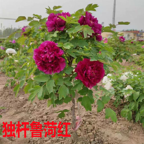 菏泽观赏牡丹花树花王 岛锦带土球大花重瓣 老桩独杆牡丹花苗庭院 - 图2