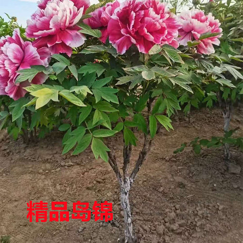 菏泽观赏牡丹花树花王 岛锦带土球大花重瓣 老桩独杆牡丹花苗庭院 - 图1