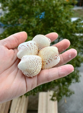 天然海螺贝壳心形贝壳情侣贝鸡心螺草莓鸟尾蛤海岛礼品纪念品收藏