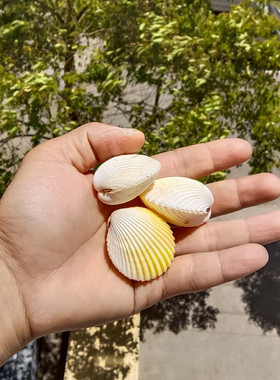 天然海螺贝壳心形贝壳情侣贝鸡心椰子贝蛤蜊海岛礼品纪念品收藏