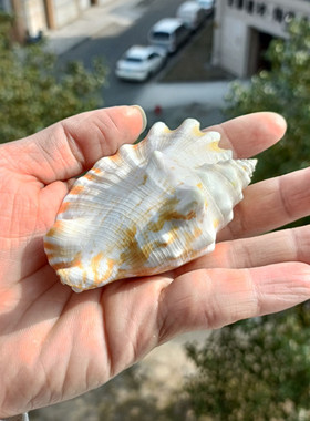 热卖新款海螺贝壳紫袖凤凰螺燕子螺青蛙螺家居装饰水族礼品珊瑚