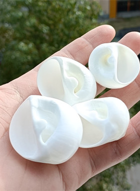 天然海螺贝壳乳白玉螺白猫眼螺卷贝鱼寄居蟹换壳鱼缸水族造景摆件