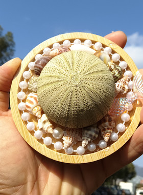 天然海螺贝壳绿海胆冰箱贴diy手作海岛礼品纪念品装饰收藏珍珠