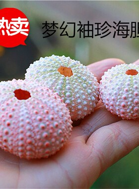 热卖海螺贝壳海胆壳海胆