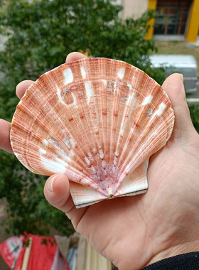 包邮新款海螺贝壳大号夏威夷白扇贝画DIY涂鸦绘画贴墙收藏礼品1个