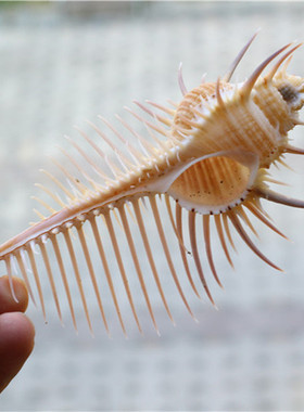 包邮天然海螺贝壳维纳斯骨螺女巫骨螺标本螺橱窗鱼缸水族装饰珊瑚