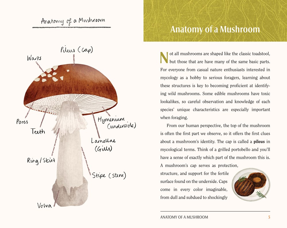 英文原版 这是一本为爱蘑菇的人写的书 This Is a Book for People Who Love Mushrooms 蘑菇指南 蘑菇爱好者之书 进口英文版正版