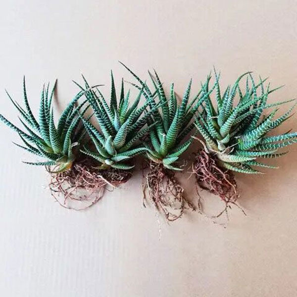 芦荟不夜城多肉植物室内外防辐射桌面迷你盆栽迷四季常青好养绿植 昌隆园艺绿植 淘优券