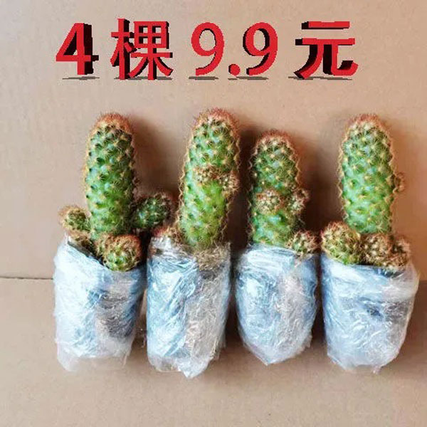 芦荟不夜城多肉植物室内外防辐射桌面迷你盆栽迷四季常青好养绿植 昌隆园艺绿植 淘优券