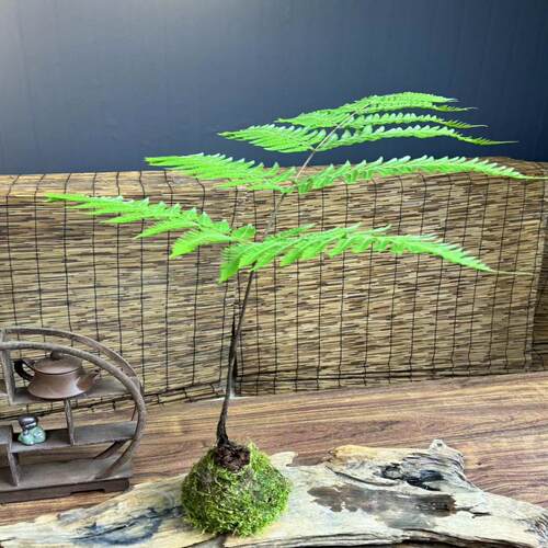 水培苔藓球红磷蕨室内绿植茶桌面办公室一叶禅蕨类植物 - 图2