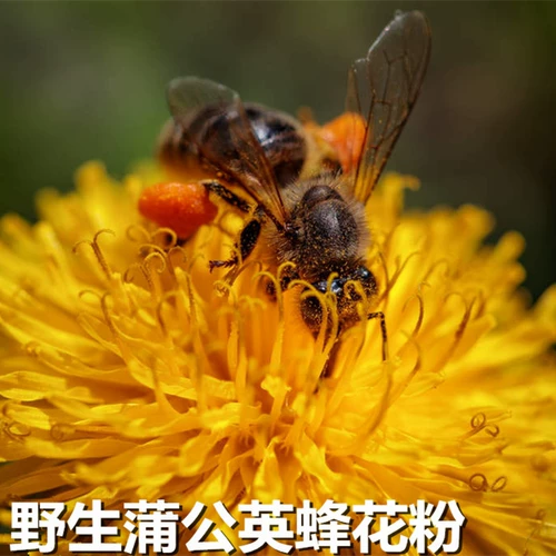 Daxingan Ling Wild Flower Peord