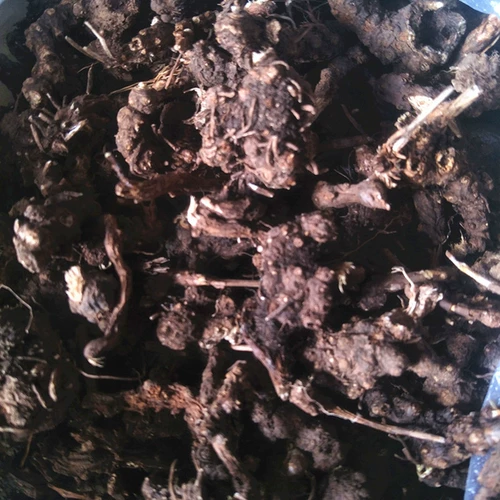 BEI Cangshu Специальное лекарственное материал Внутренний Монголия Дикий Бутик -Склад НЕ -ССИЛЬНЫЕ ПРИВЕРДЫ СОЗДАНИЕ 500 ГГ