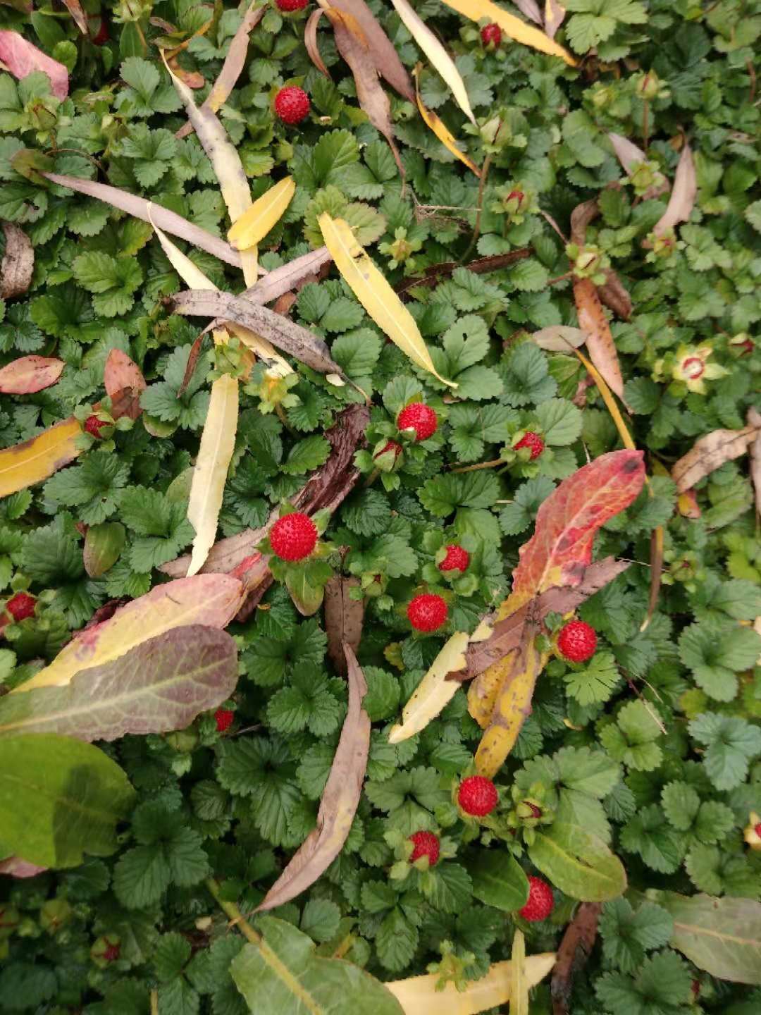 新鲜蛇莓草新鲜现挖野草莓整棵全草500g包邮蛇泡草龙吐珠三爪风-图3