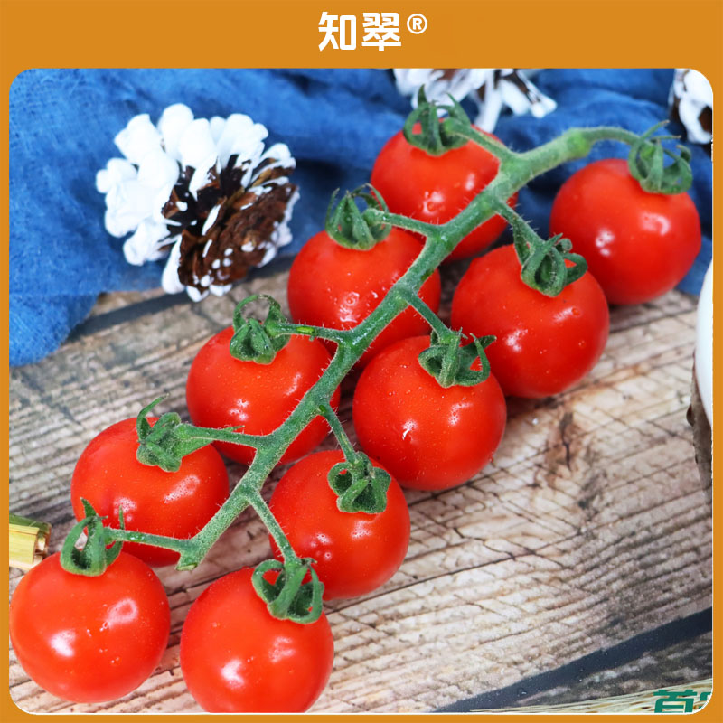 【知翠】串收樱桃小番茄应季水果生吃西红柿非千禧圣女果带枝发货