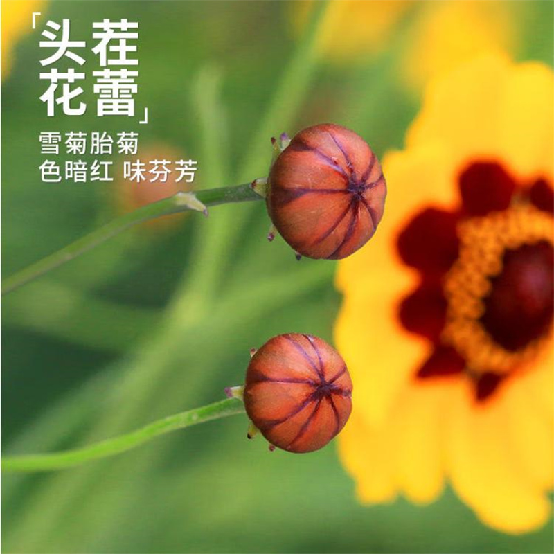 新疆昆仑雪菊胎菊特产级昆仑山野外生红血菊米胎菊非天山野菊花 - 图1