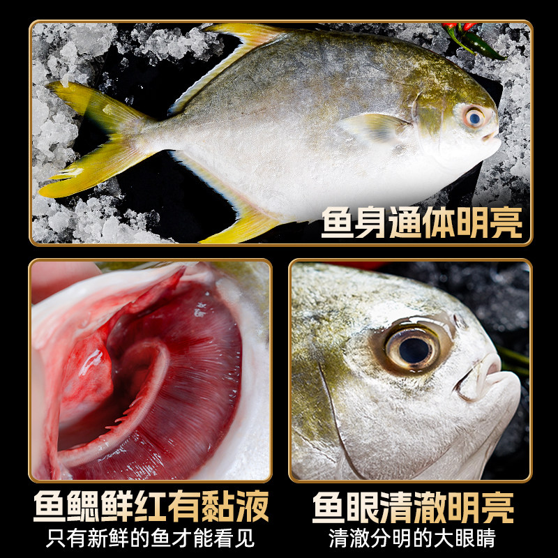 青岛金鲳鱼新鲜冷冻特大鲳鱼鲜活海鱼金昌鱼平鱼银鱼白鲳,淘宝优惠券,粉丝福利购,淘宝优惠卷
