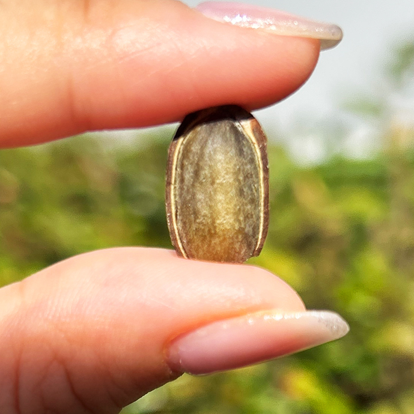 奶油味吊瓜子瓜籽瓜蒌子原味坚果干果仁办公室零食