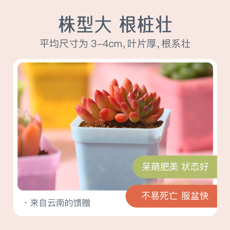 mumuhome1套多肉植物新手组合盆栽套餐花卉盆栽绿植入门套餐 - 图2