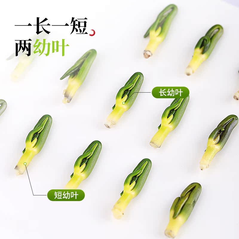 半山农莲子芯茶150g官方正品新货莲子芯中药材干货非茶包泡水养生 - 图1