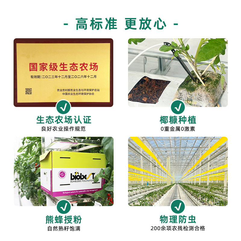 【知翠】红黄樱桃小番茄生吃小西红柿新鲜水果脆甜多汁自然熟,淘宝优惠券,粉丝福利购,淘宝优惠卷