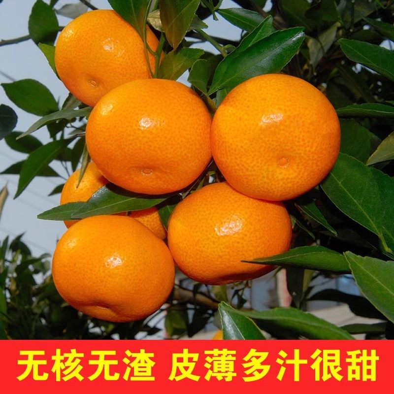 【顺丰】正宗临海涌泉蜜桔新鲜水果橘子整箱当季现摘浙江台州蜜橘,淘宝优惠券,粉丝福利购,淘宝优惠卷