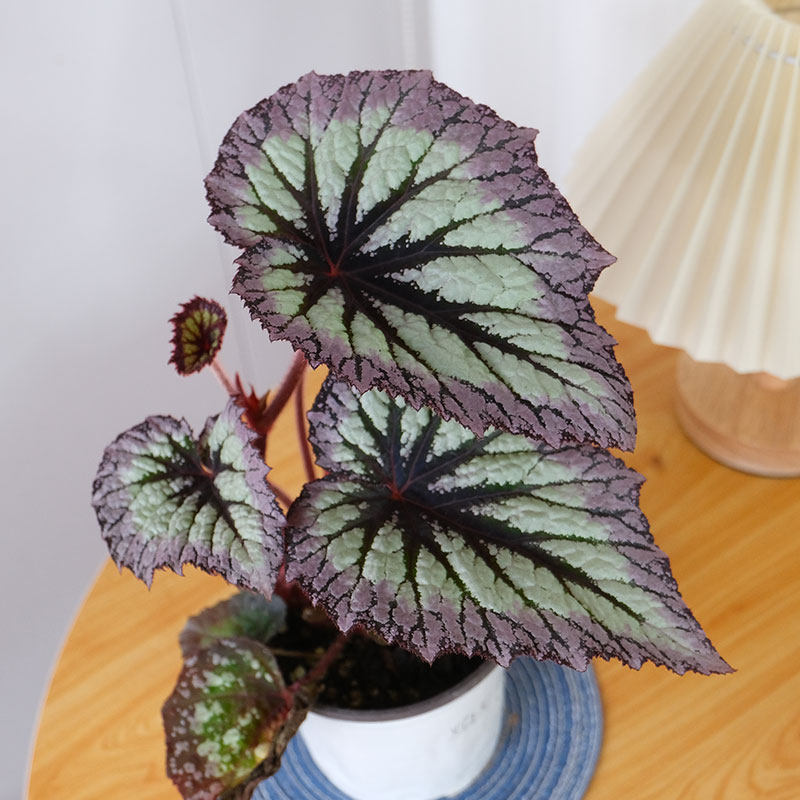 秋海棠基地热植开花观叶巨物好养四季,淘宝优惠券,粉丝福利购,淘宝优惠卷