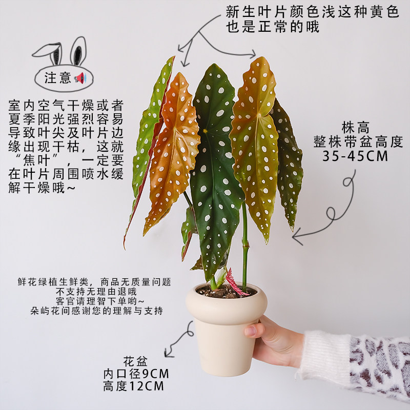 鳟鱼秋海棠网红ins风绿植盆栽,淘宝优惠券,粉丝福利购,淘宝优惠卷