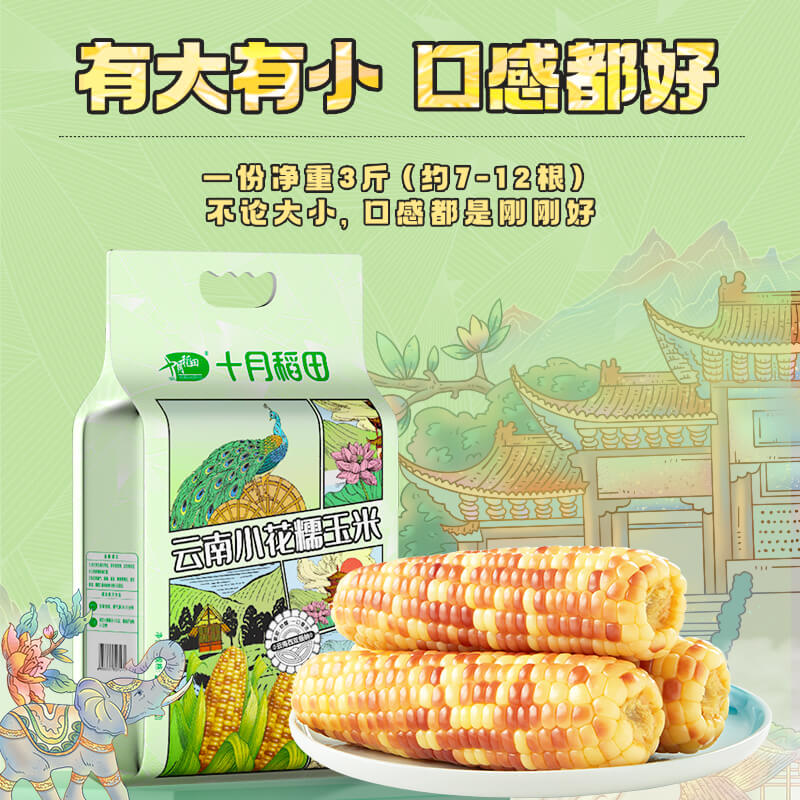 包邮！十月稻田云南小花糯玉米玉米棒真空装甜糯玉米1.5kg