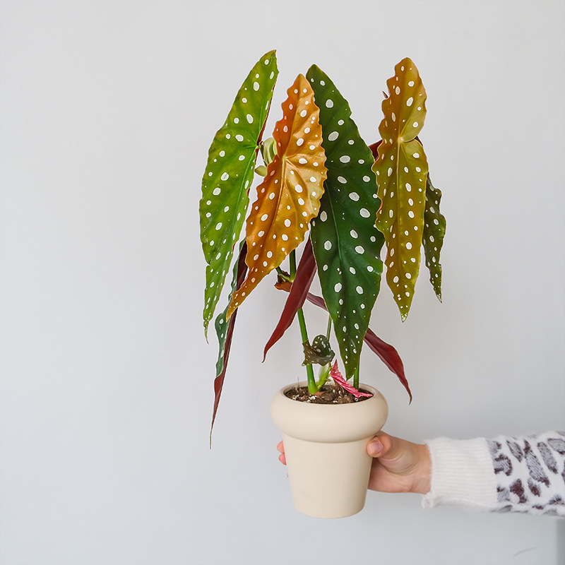 鳟鱼秋海棠网红ins风绿植盆栽,淘宝优惠券,粉丝福利购,淘宝优惠卷