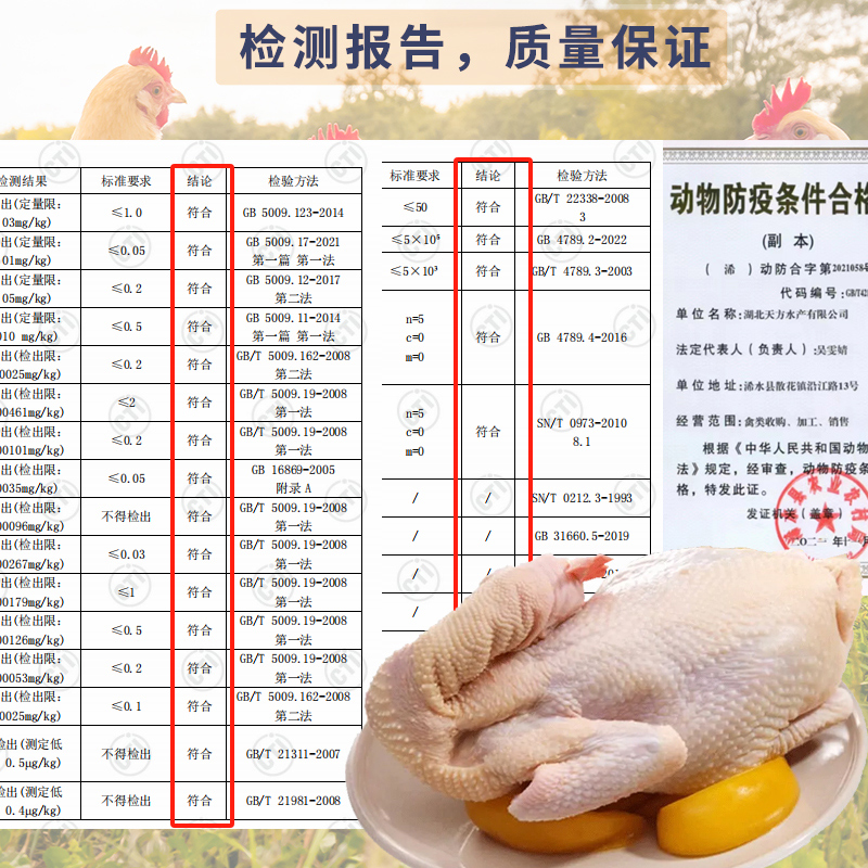 萌佳萌黄油老母鸡1000*3散养无抗土鸡500天+走地鸡肉生鲜整鸡-图3