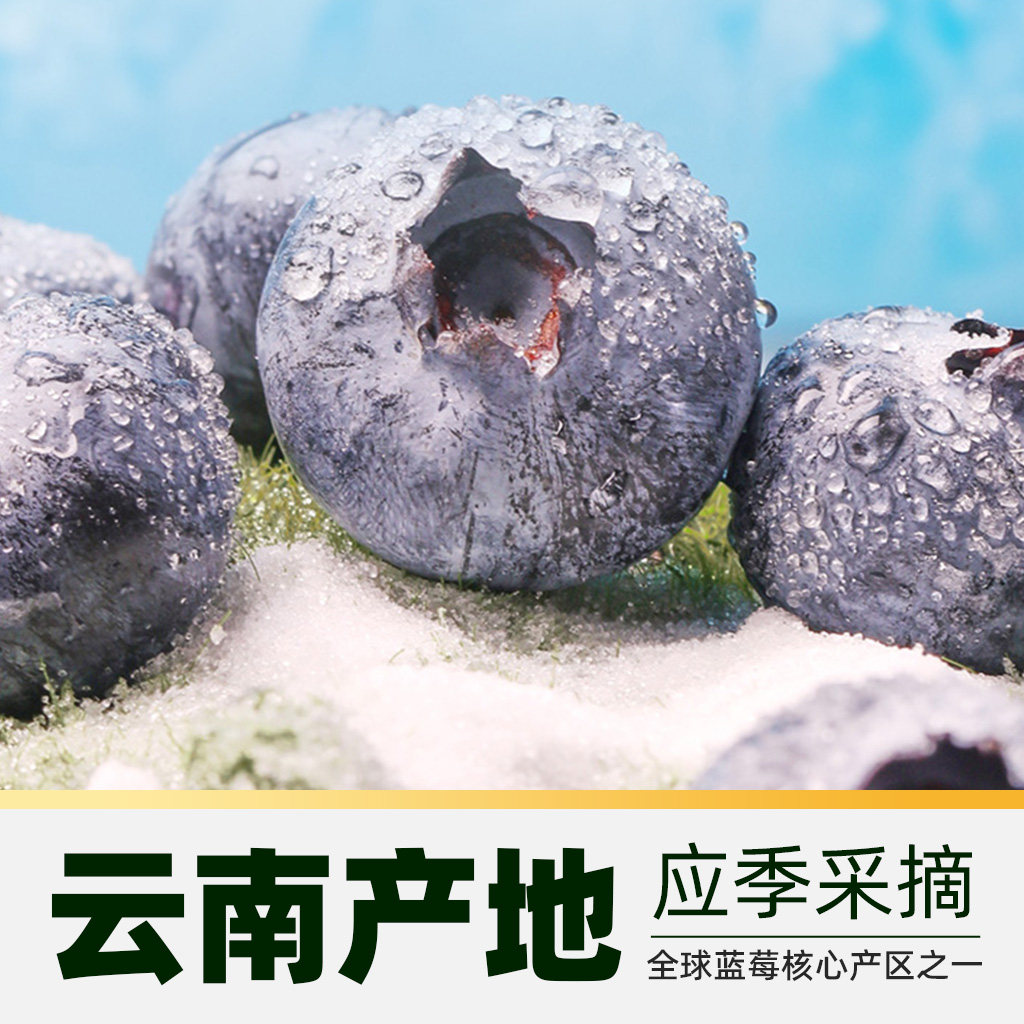 佳沃云南晚熟高山蓝莓中果/大果礼盒装当季孕妇新鲜水果
