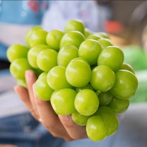 晴王阳光玫瑰葡萄新鲜当季整箱装青提