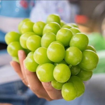 晴王阳光玫瑰葡萄新鲜当季整箱装青提