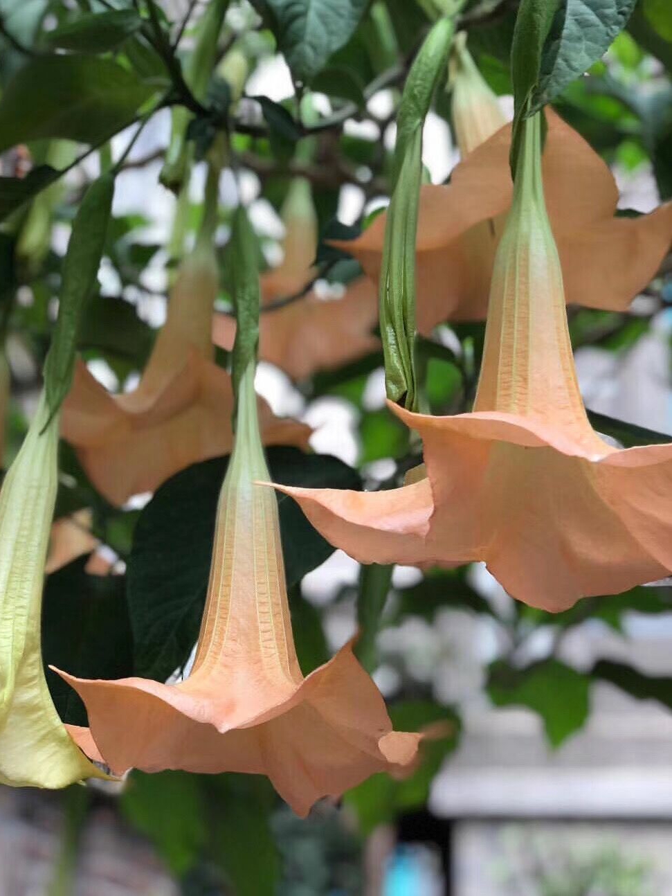 多年生四季开花木本曼陀罗花苗阳台盆栽庭院别墅民宿花园花境植物-图1