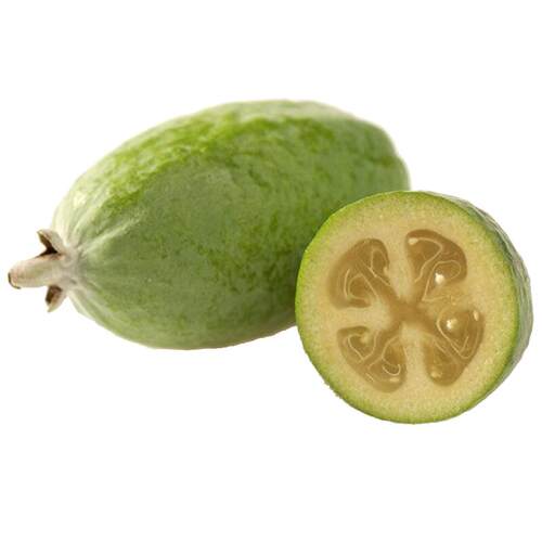 新西兰菲油果树苗斐济果盆栽果树阳台庭院别墅棒棒糖果树花园植物 - 图3