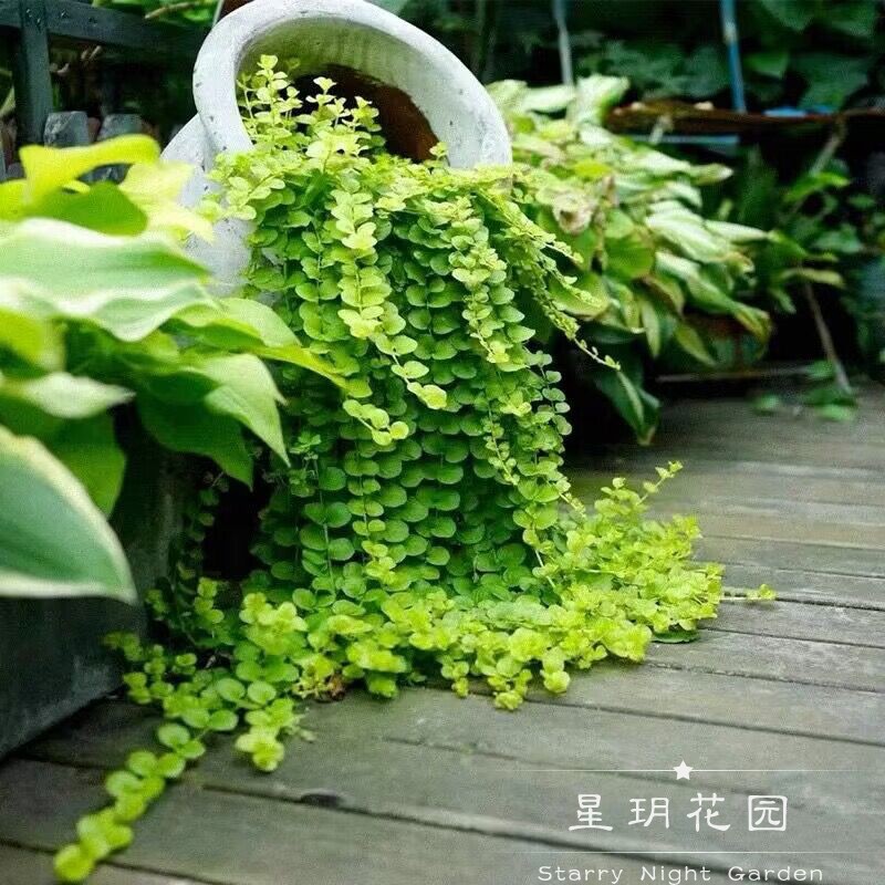 多年生宿根观赏草常绿植物金叶黄金过路黄花苗庭院花园花境植物-图1