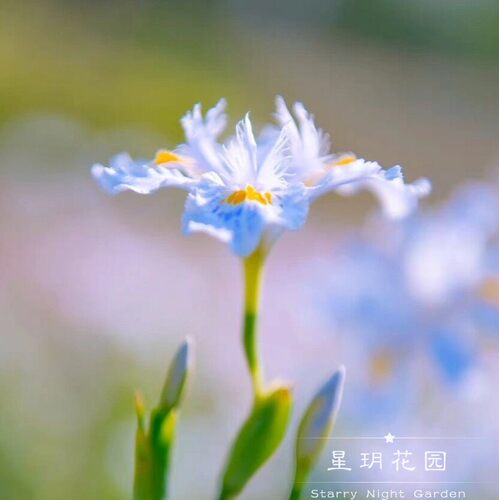 多年生蓝色鸢尾花苗花镜常绿耐寒耐热耐阴别墅庭院花园花境植物 - 图1