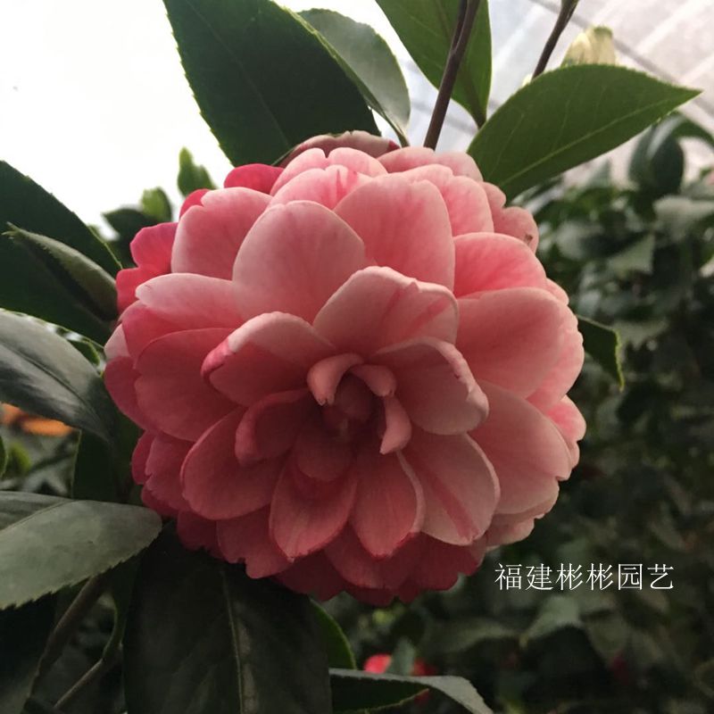 五色赤丹 福建龙岩永福镇多色品种茶花苗带花苞四季常绿名贵花卉