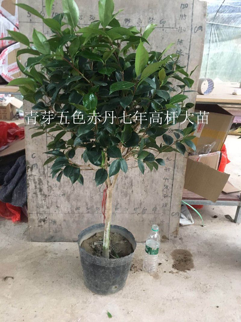 五色赤丹 福建龙岩永福镇多色品种茶花苗带花苞四季常绿名贵花卉